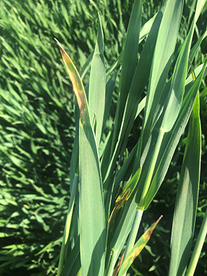 Hvedeplante med septoria symptomer på bladene